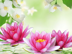 NG-Water-Lily-and-Jasmine-Type-Fragrance-Oil_1